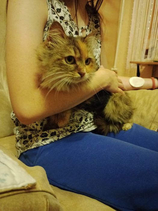 Кішечка стерилізована молода дуже лагідна