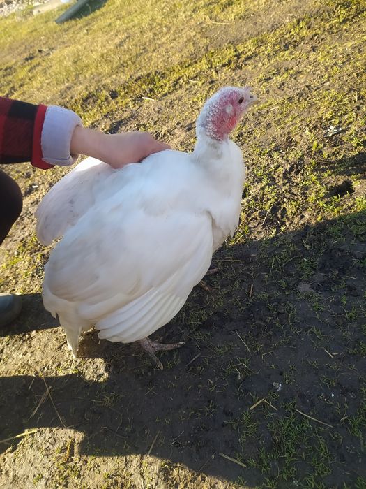 СРОЧНО! Продам индюков.