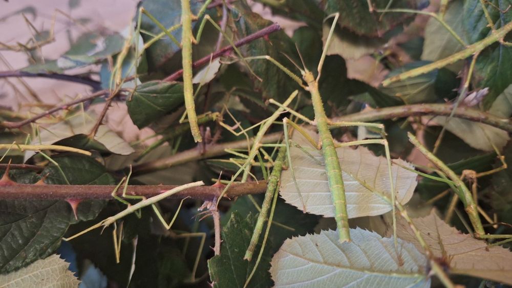 Patyczak rogaty oddam za coś słodkiego dla dziecka