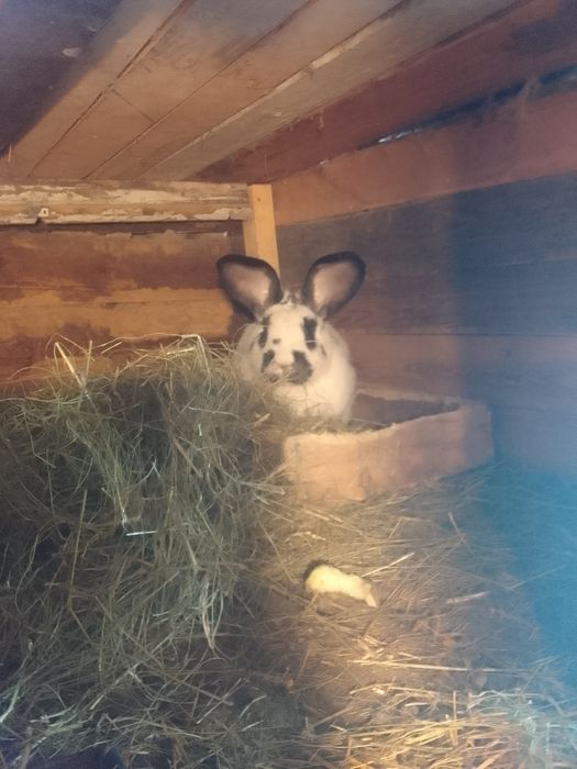 Продам тушки кролей  можно живым весом