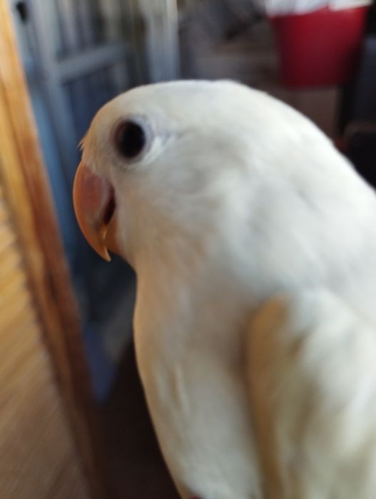 Roseicolis lindos a comerem sozinhos e para acabar de criar á mão