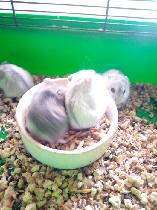 Хомячки Кременчуг