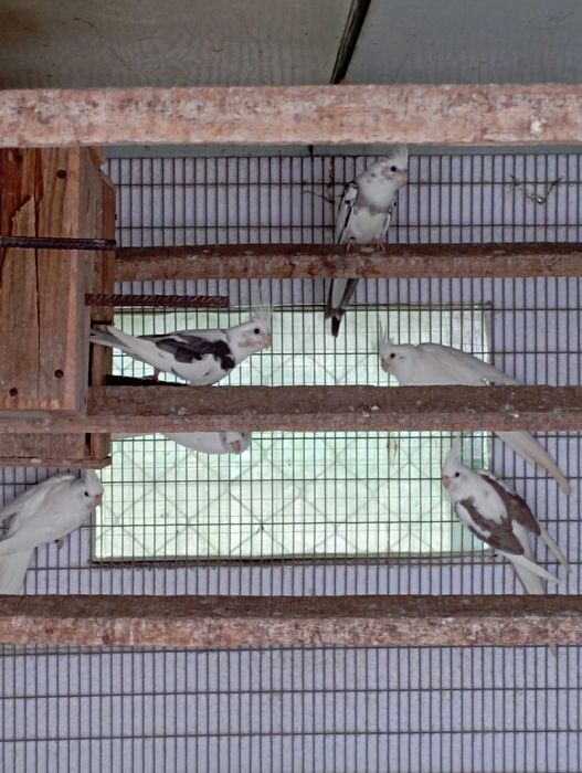 Casal de caturras prontas a criar