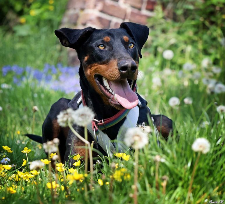 Aron - przepiękny doberman szuka domu