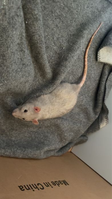 Szczurki oddam samce