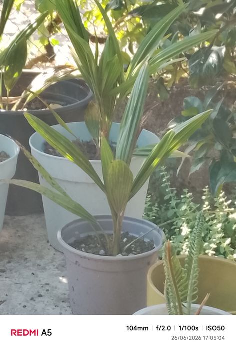 Cycas plantas para jardim pouca manutenção