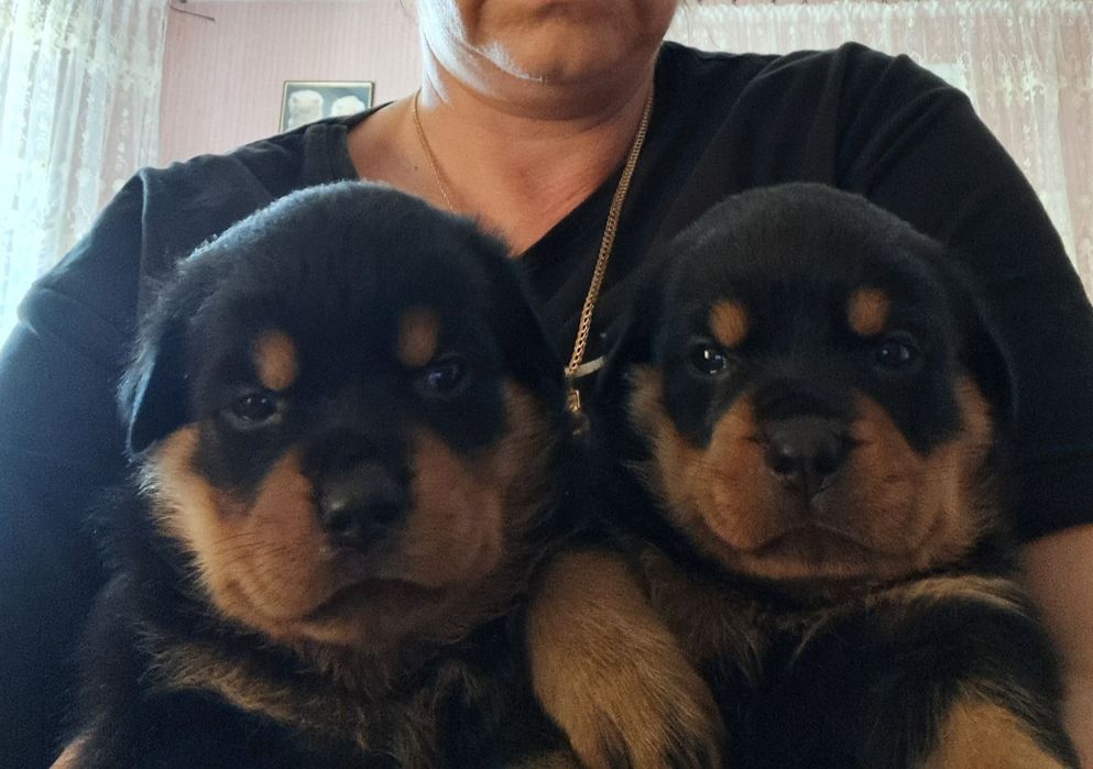 Щенки ротвейлера