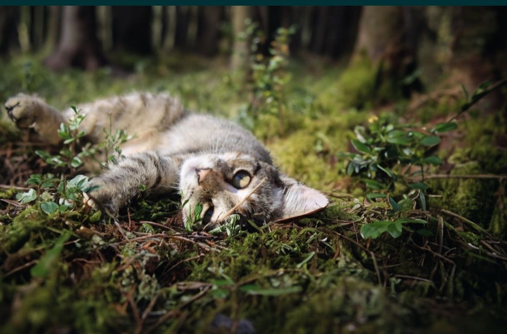 Кошеня від Орієнтальної кішки дівчинка Орі