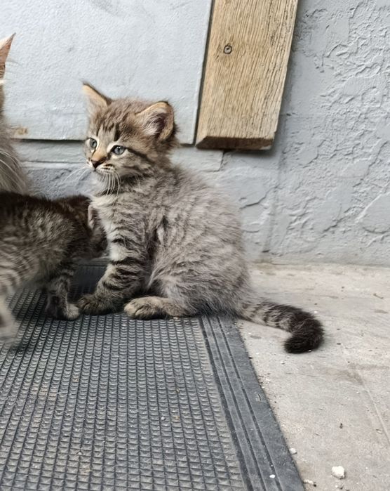Віддамо кошенят добрим людям