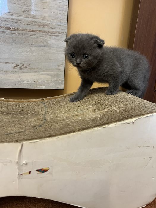 Шотландське вісловухе кошеня