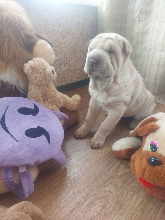 Шикарная голубогенная девочка.