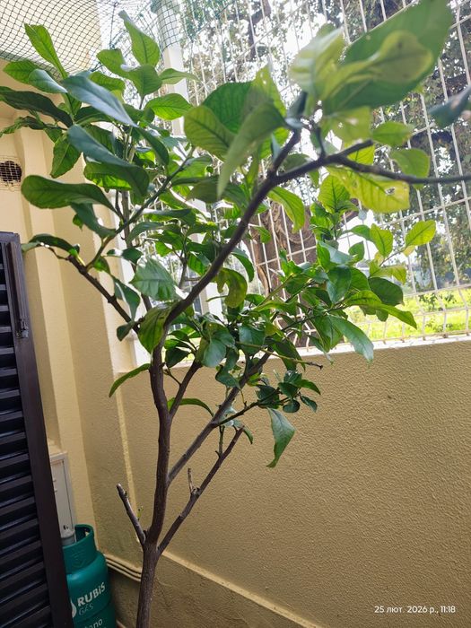 Lemon tree 7years