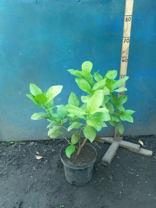 Лимон  + Лимон +