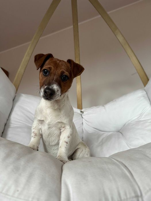 Jack Russell Terrier SUCZKA od # SMARTIE * JACKS # Rodzice FCI/ZKwP