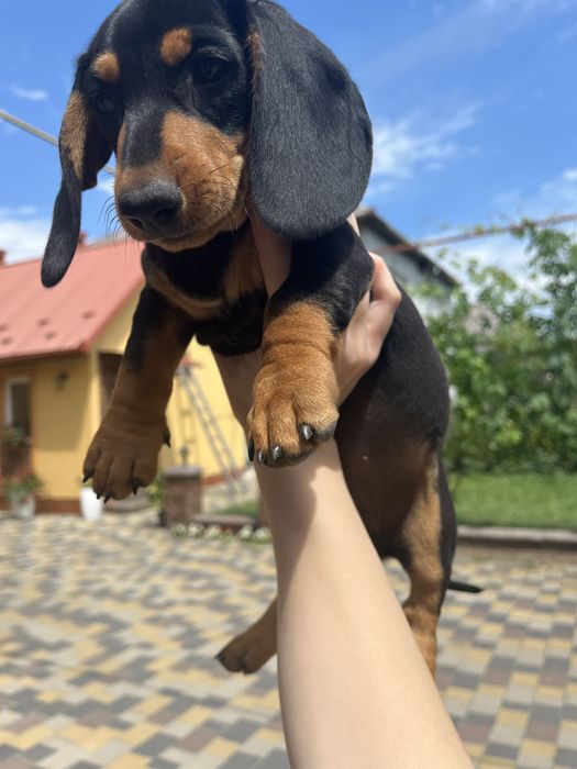 Цуценя такса, дівчинка