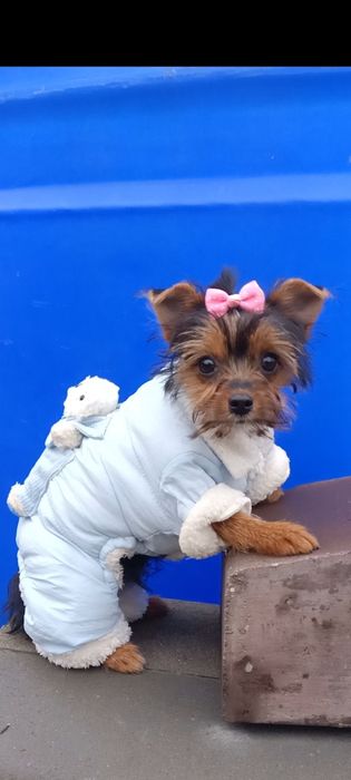 Дівчинка йоркширського тер'єра