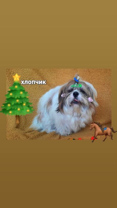 Класні , підрощені ши-тцу є дівчинка і хлопчик- ціна на кожного різна