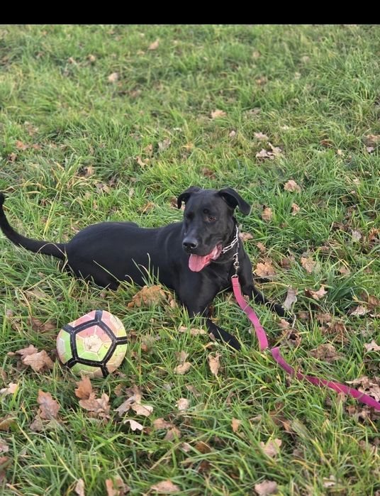 Piękny pies szuka domu