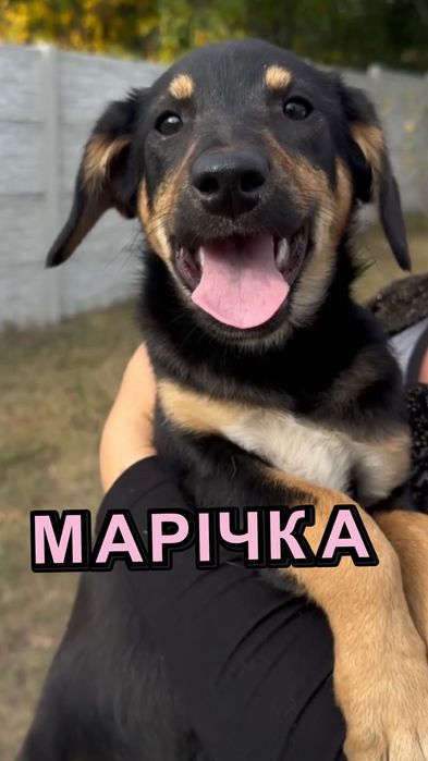 Собачки безкоштовно