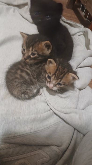 Кошеня в добрі руки