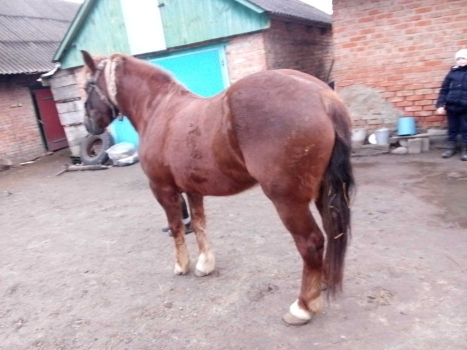 Продам кобилу 6 років