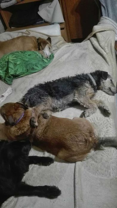 Teri w typie terriera może być super kompanem :)