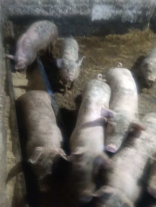 Продам малих поросят