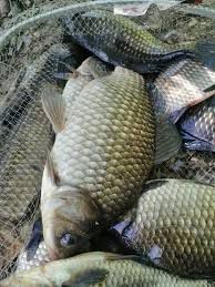 Реалізуємо живу.