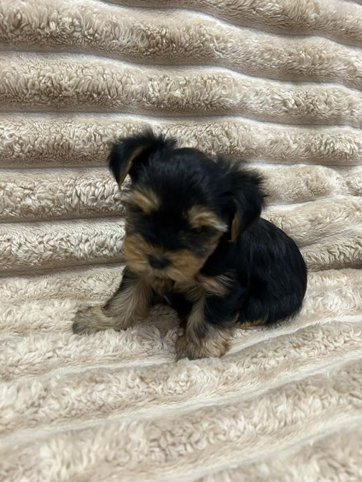 Цуценята йоркширський терʼєра