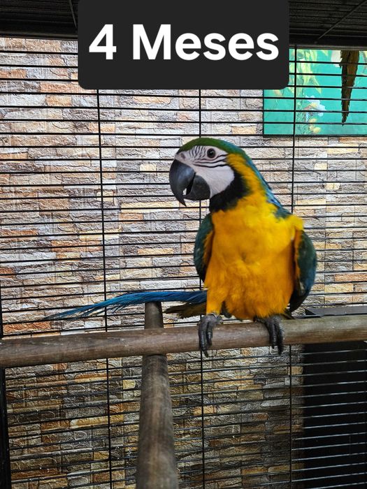 Arara Ararauna 1 mês  e meio para criar a mão - Fêmea