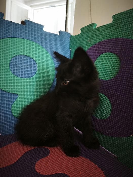 Gatos bebés para adoção