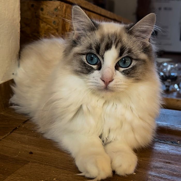 Piękny kotek rasy ragdoll