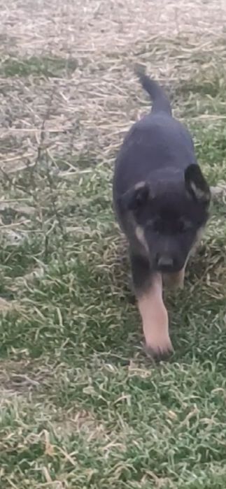 Продам щенков немецкой овчарки