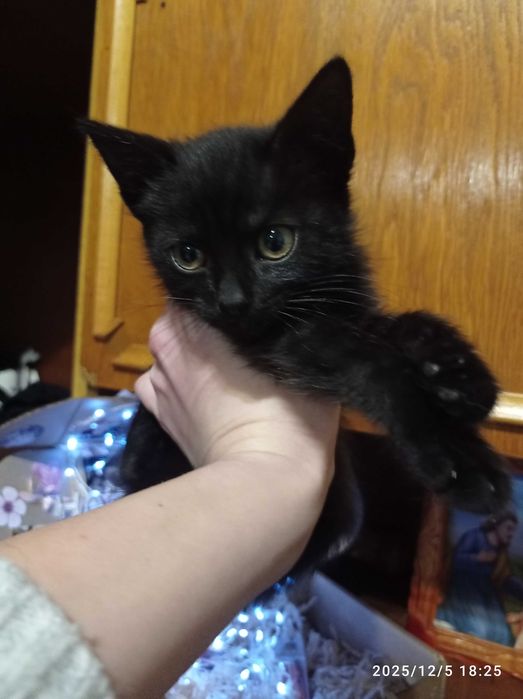 Кошенятка, 10 місяців! На любий колір))