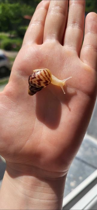 Ślimak Achatina reticulata