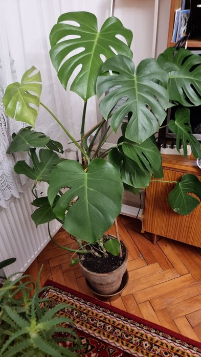 Monstera, duża, ozdoba każdego pomieszczenia