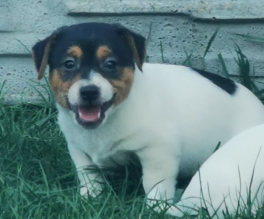 Jack russell Terrier piesek