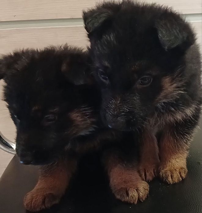 Цуценята немецької вівчарки