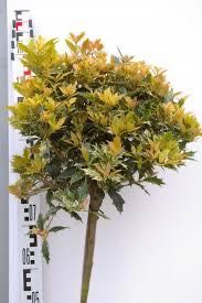 Osmanthus Goshiki Na Pniu 70 cm cena 165 zł