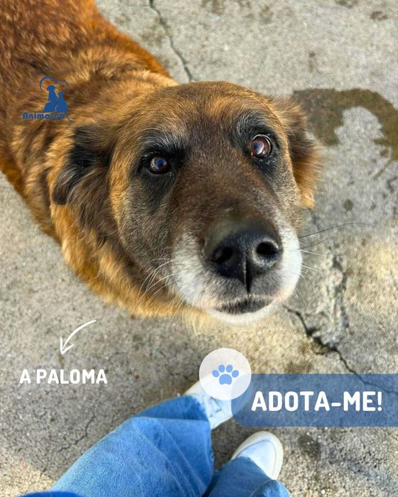 Paloma - cadela porte grande