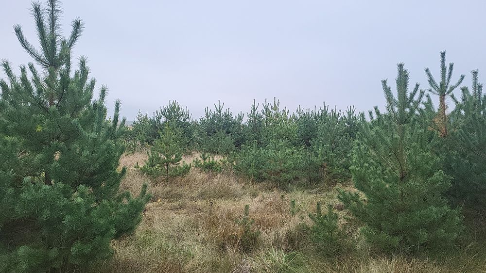 Сосна гарна копана
