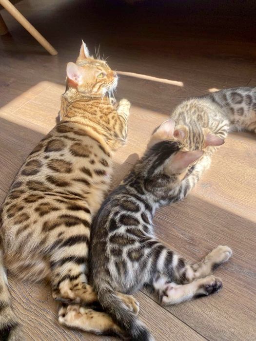 Шикарные бенгалы