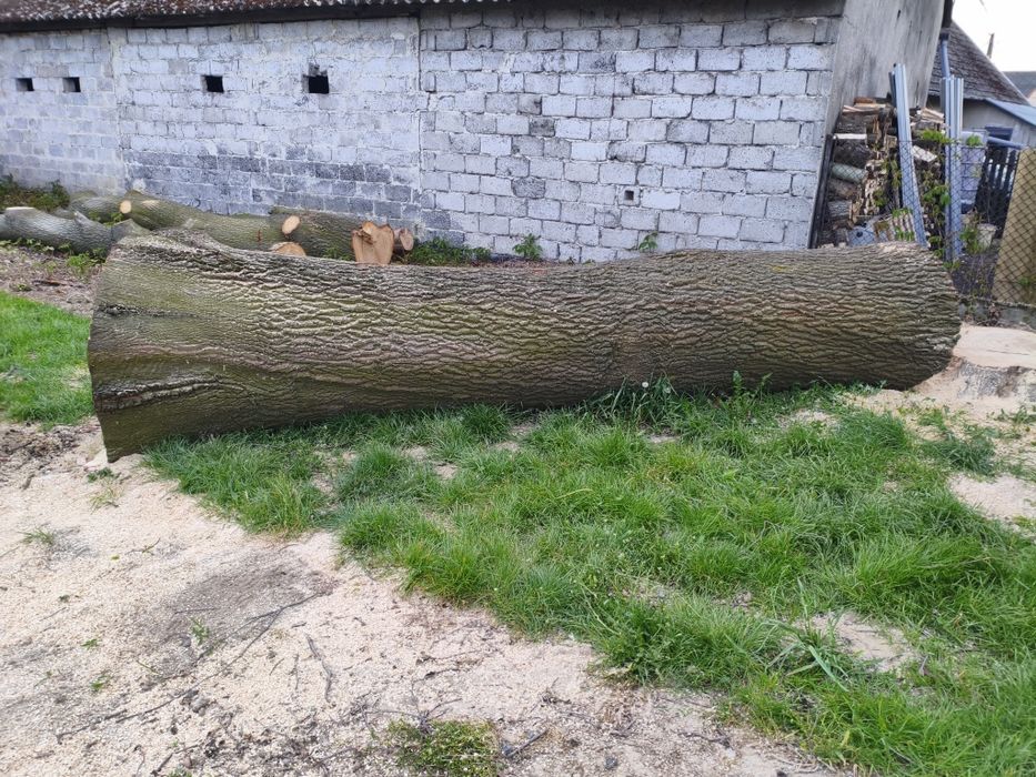 Sprzedam kłodę dębu