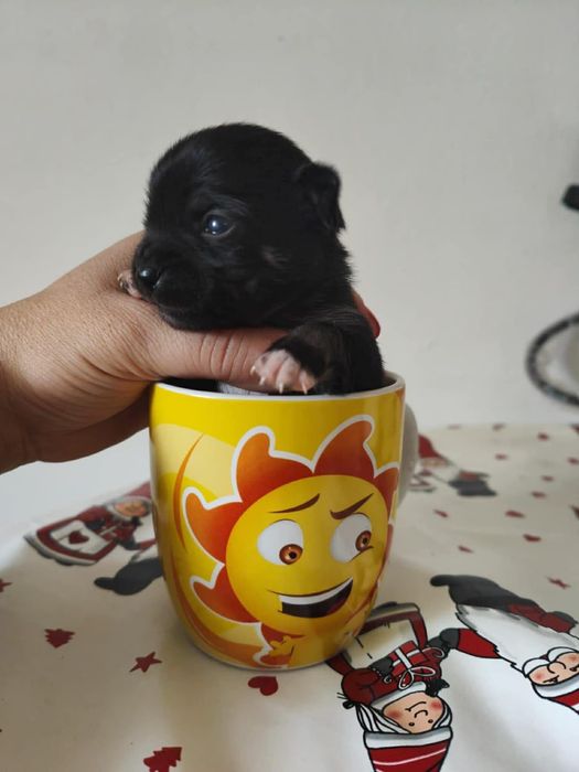 Chihuahua Macho Mini