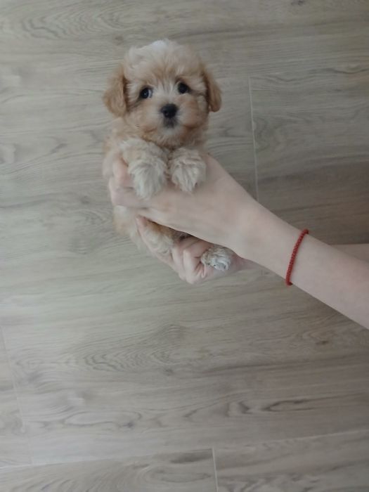 Maltipoo xxs pieski