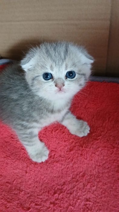 Fêmea Scottish Fold. Asul acinzentado