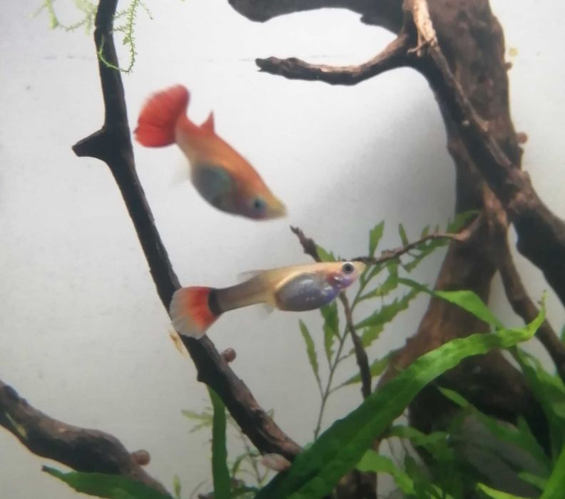 Guppies Para trocar