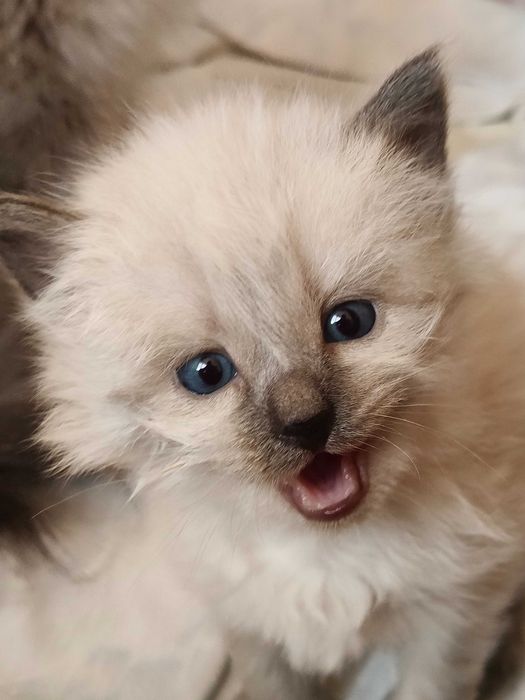 Kocur Syberyjski Neva Masquarade