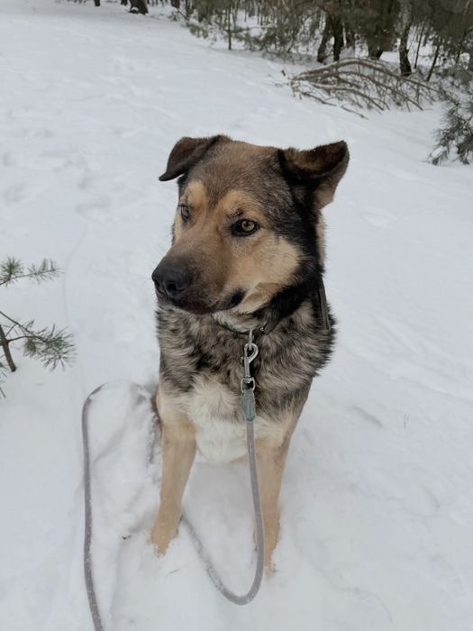 Bob kochany pies do adopcji