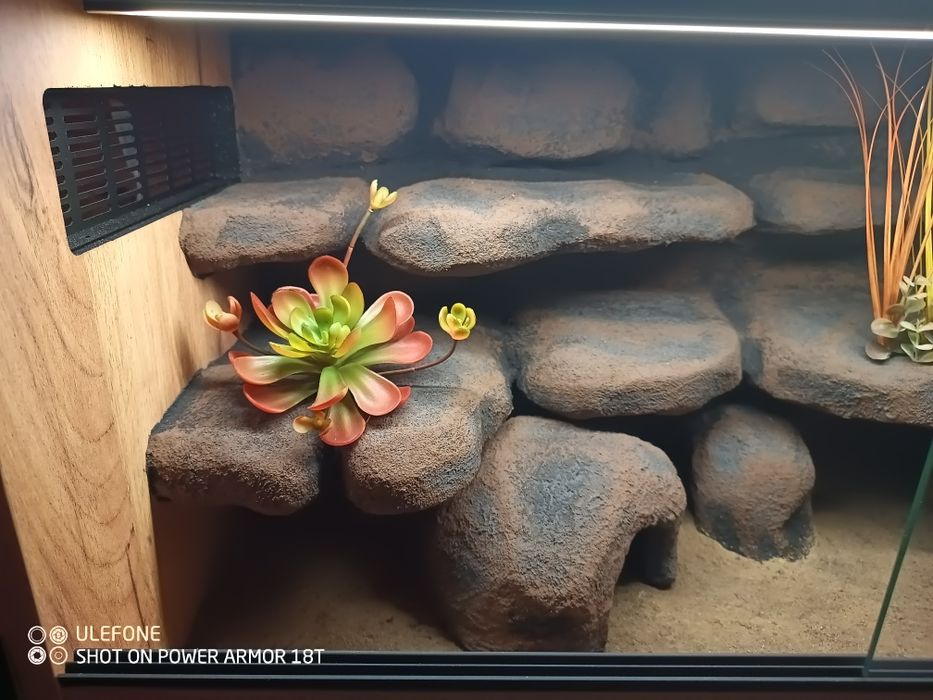 Terrarium 80x40x40